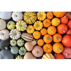 Courges - caisse de 10kg